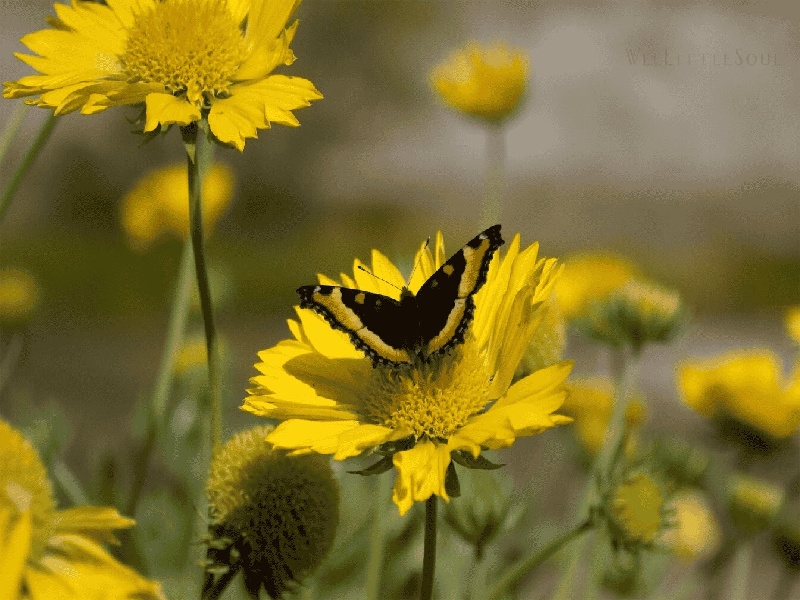 试管 凝血功能检查,塑料试管取样规范